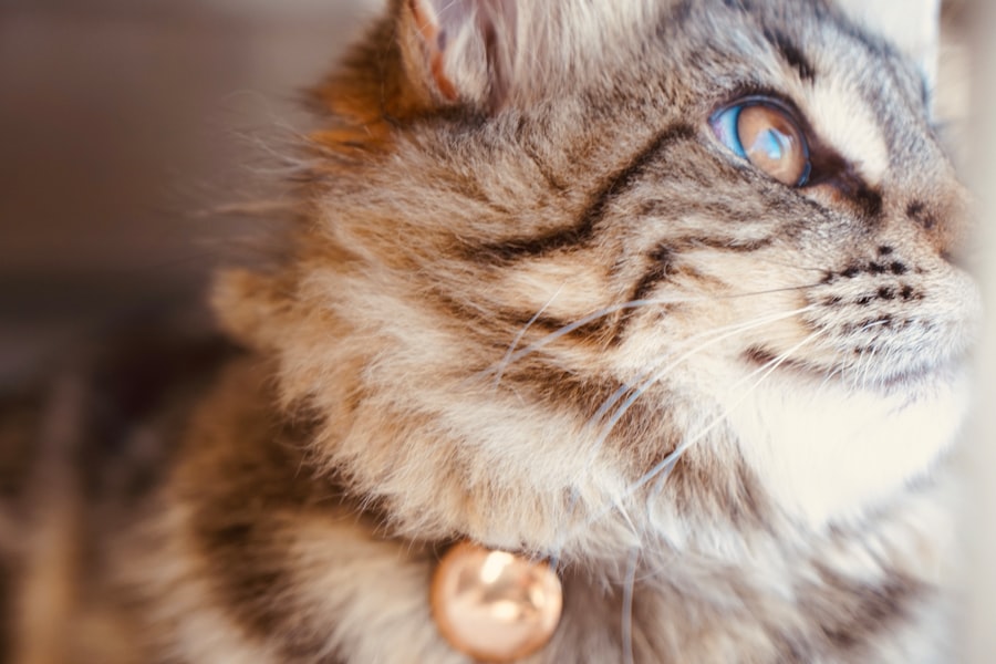 personalized pet names