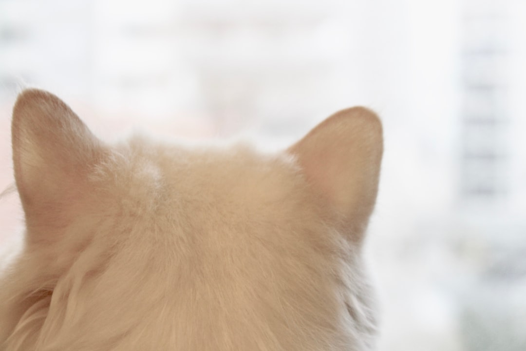 Photo personalized pet names