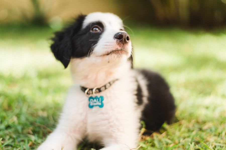 Photo personalized pet names